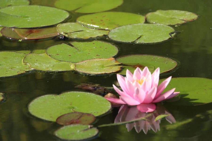 Seerose im Teich